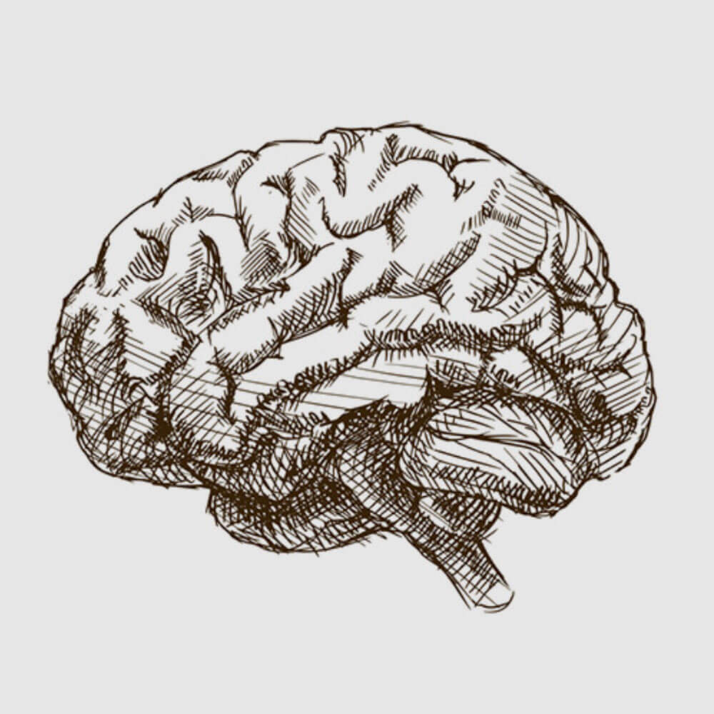 A detailed, sketched illustration of a human brain, showcasing its structure and texture.