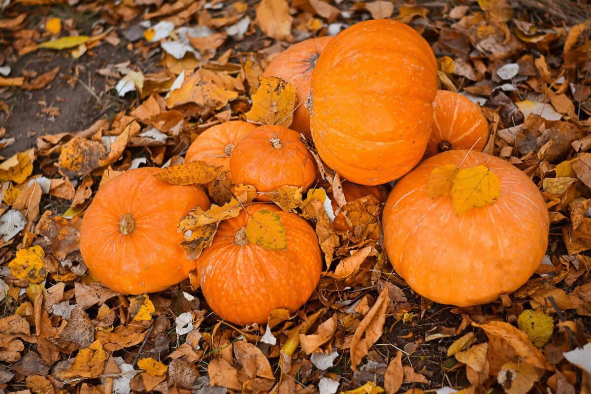 A group of bright orange pumpkins lying on the ground among dry autumn leaves.